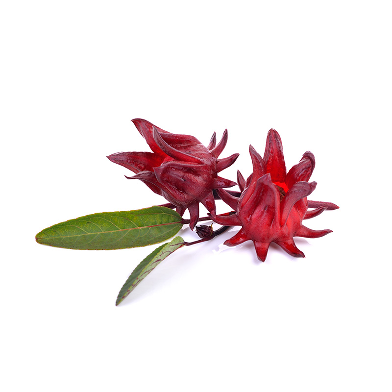 Flor de jamaica