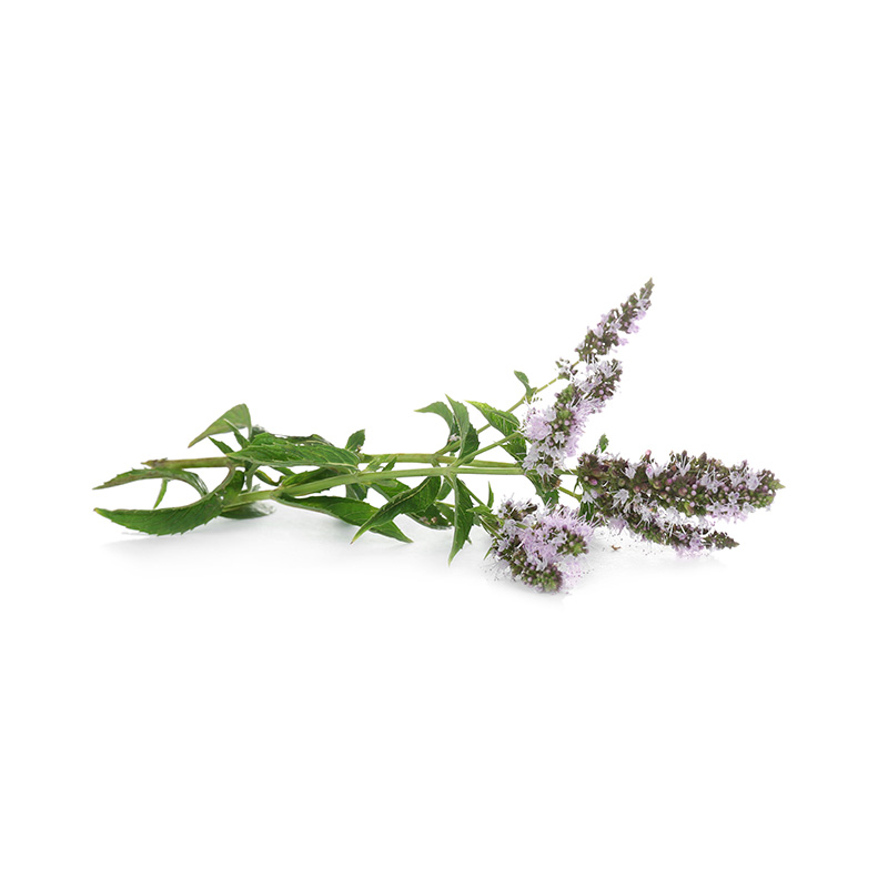 salvia